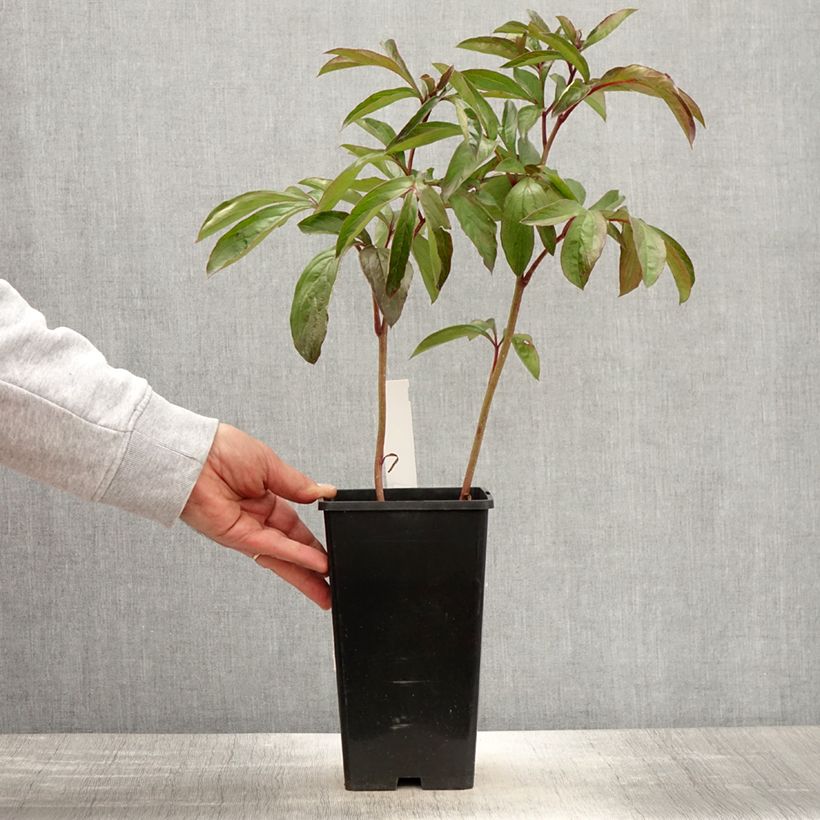 Example of Pivoine lactiflora Cheddar Cheese Pot de 3L/4L as you get in printemps