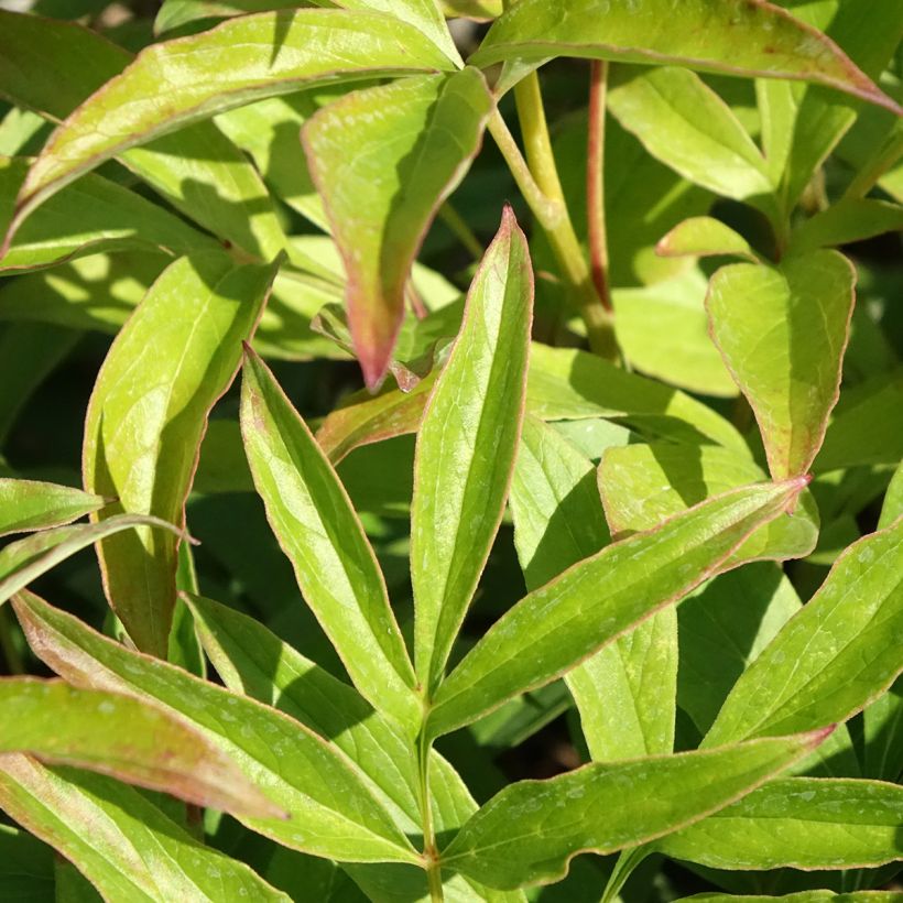 Pivoine lactiflora Chiffon Parfait  (Feuillage)