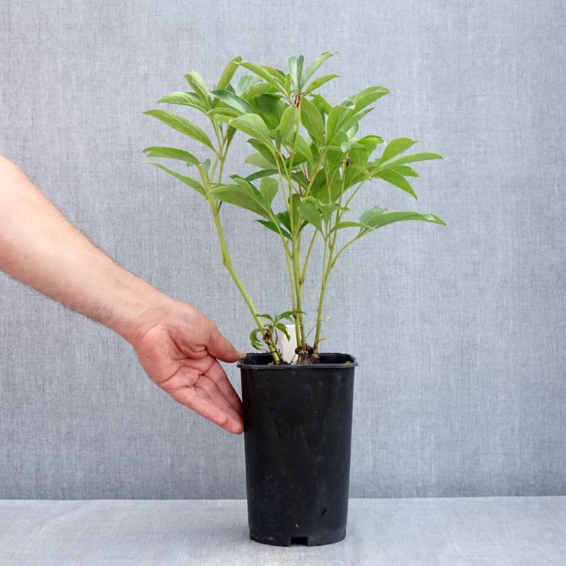 Spécimen de Pivoine lactiflora Chiffon Parfait  Pot de 3L/4L tel que livré au printemps