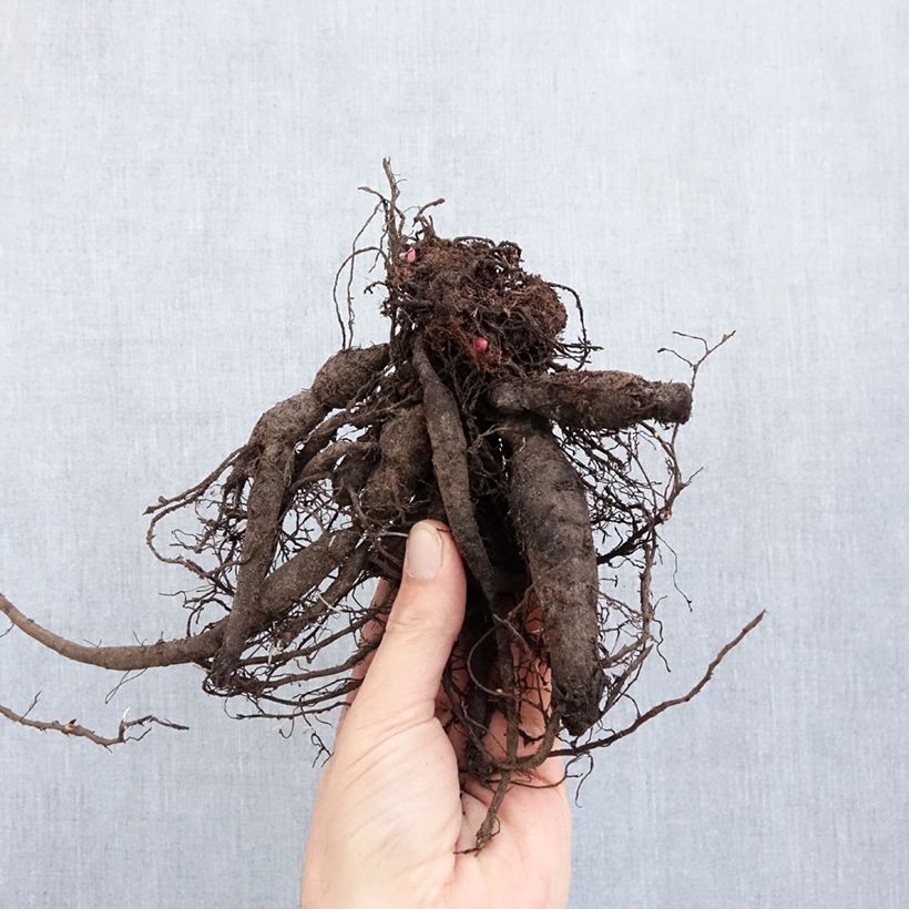 Example of Pivoine lactiflora Command Performance  Souche 3/5 yeux as you get in hiver