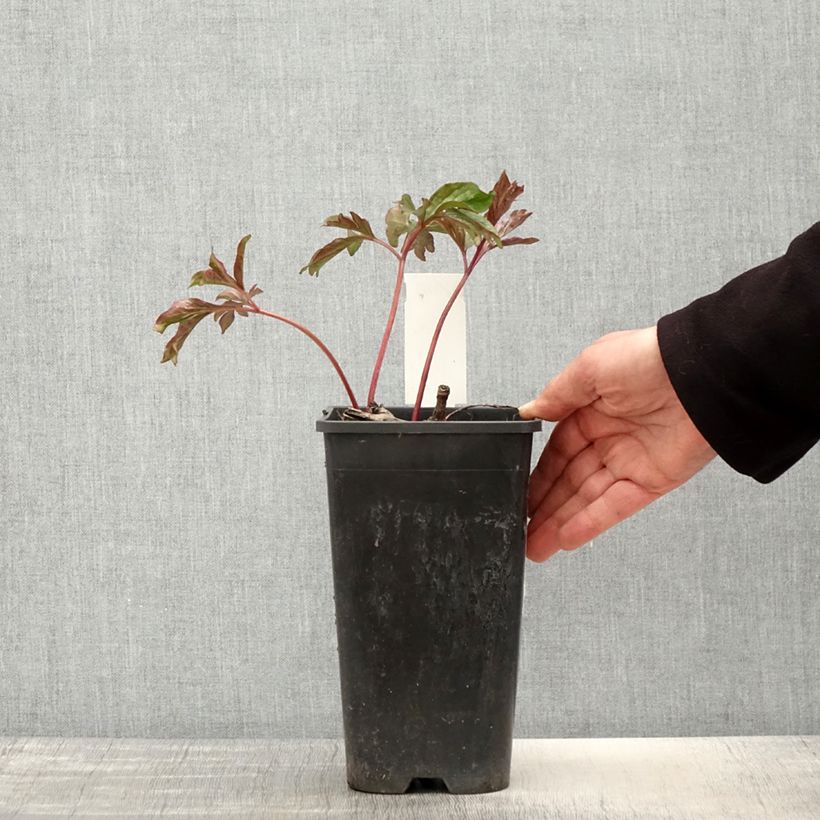 Example of Pivoine lactiflora Coral Charm Pot de 3L/4L as you get in printemps