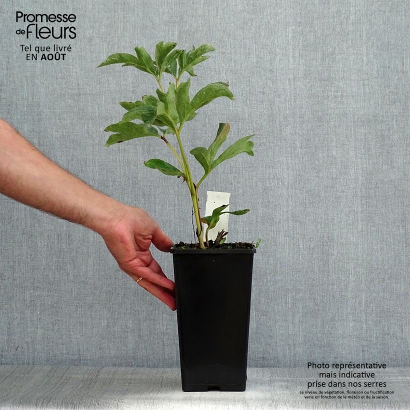 Spécimen de Pivoine lactiflora Duchesse de Nemours Pot de 3L/4L tel que livré en été