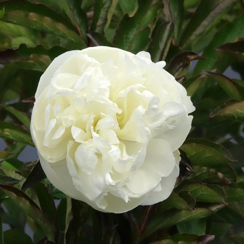 Pivoine lactiflora Duchesse de Nemours (Floraison)