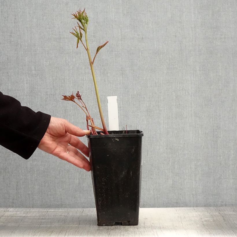 Example of Pivoine lactiflora Duchesse de Nemours Pot de 3L/4L as you get in printemps