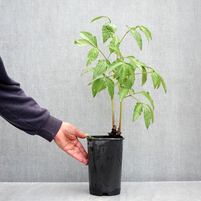 Spécimen de Pivoine lactiflora Dynasty Pot de 4L/5L tel que livré au printemps