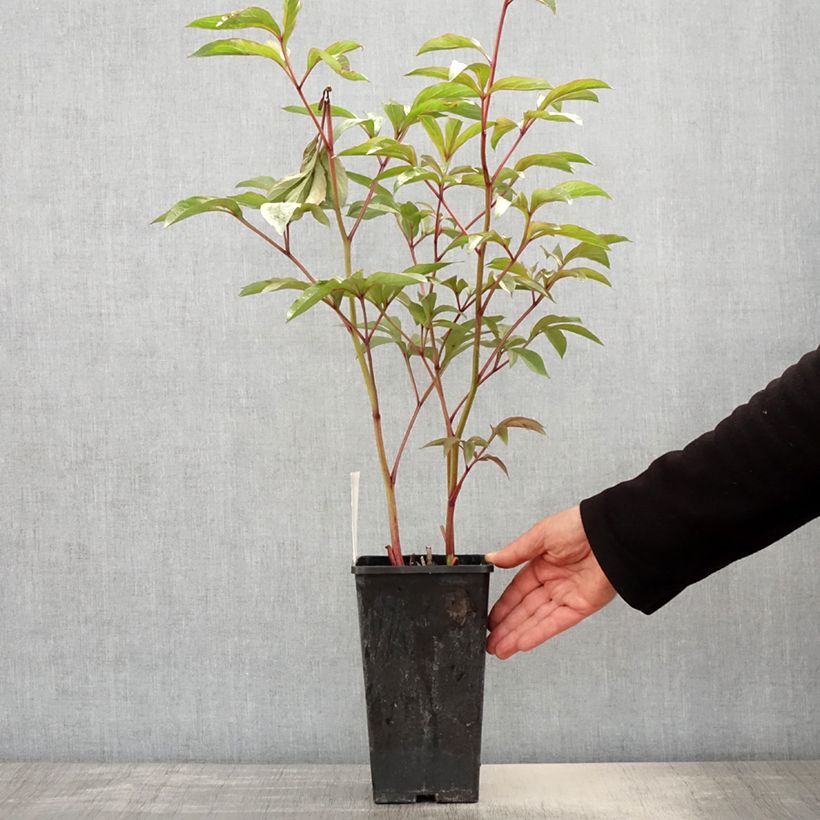 Example of Pivoine lactiflora Edulis Superba Pot de 3L/4L as you get in printemps