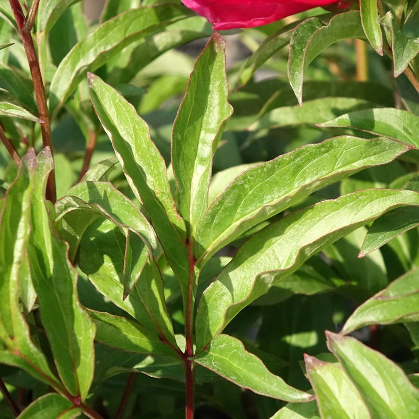 Pivoine lactiflora Fantastic (Feuillage)