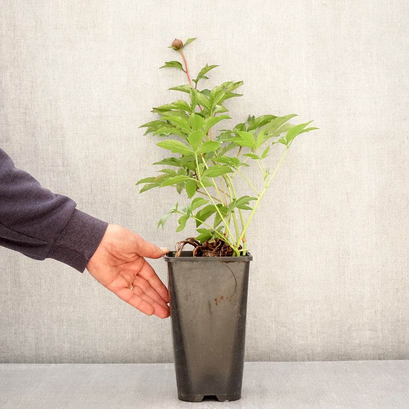 Spécimen de Pivoine lactiflora Fantastic Pot de 3L/4L tel que livré au printemps