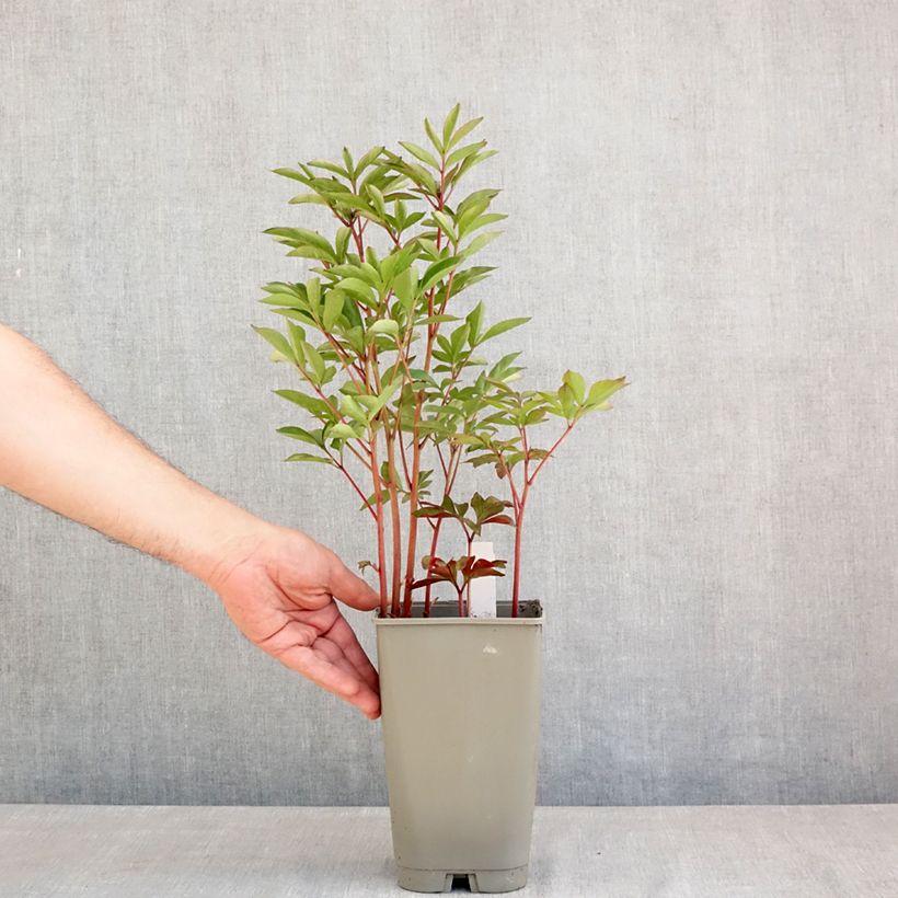 Example of Pivoine lactiflora Félix Crousse Pot de 3L/4L as you get in printemps