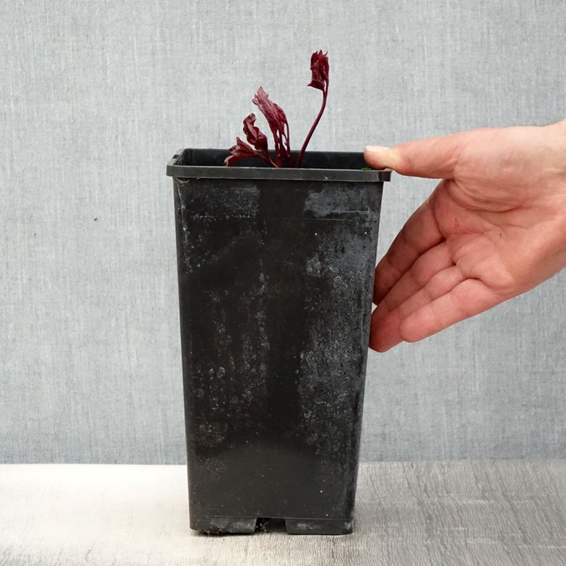 Example of Pivoine lactiflora Festiva Maxima Pot de 3L/4L as you get in printemps