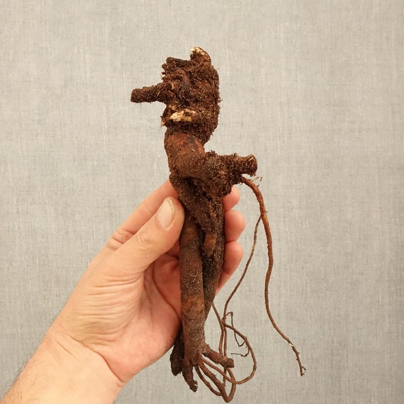 Example of Pivoine lactiflora Festiva Maxima Souche 3/5 yeux as you get in hiver