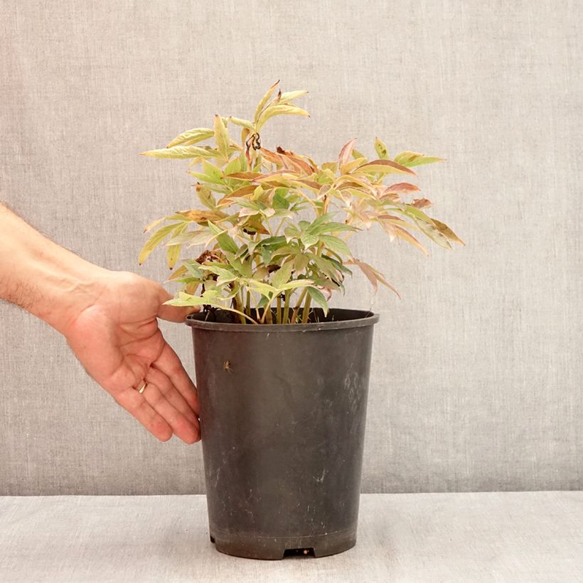 Spécimen de Pivoine lactiflora Fleur de Pêcher Pot de 3L/4L tel que livré en été