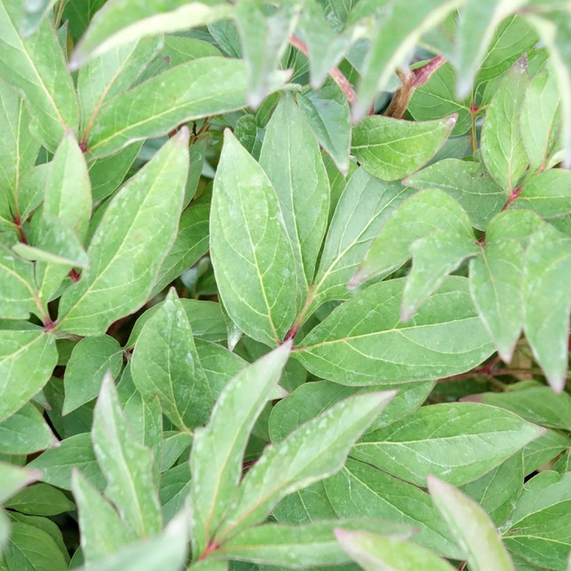 Pivoine lactiflora Françoise Ortegat (Feuillage)