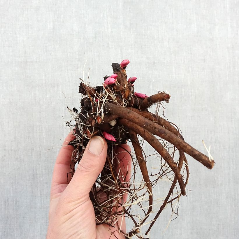 Spécimen de Pivoine lactiflora Françoise Ortegat Souche 3/5 yeux tel que livré en hiver