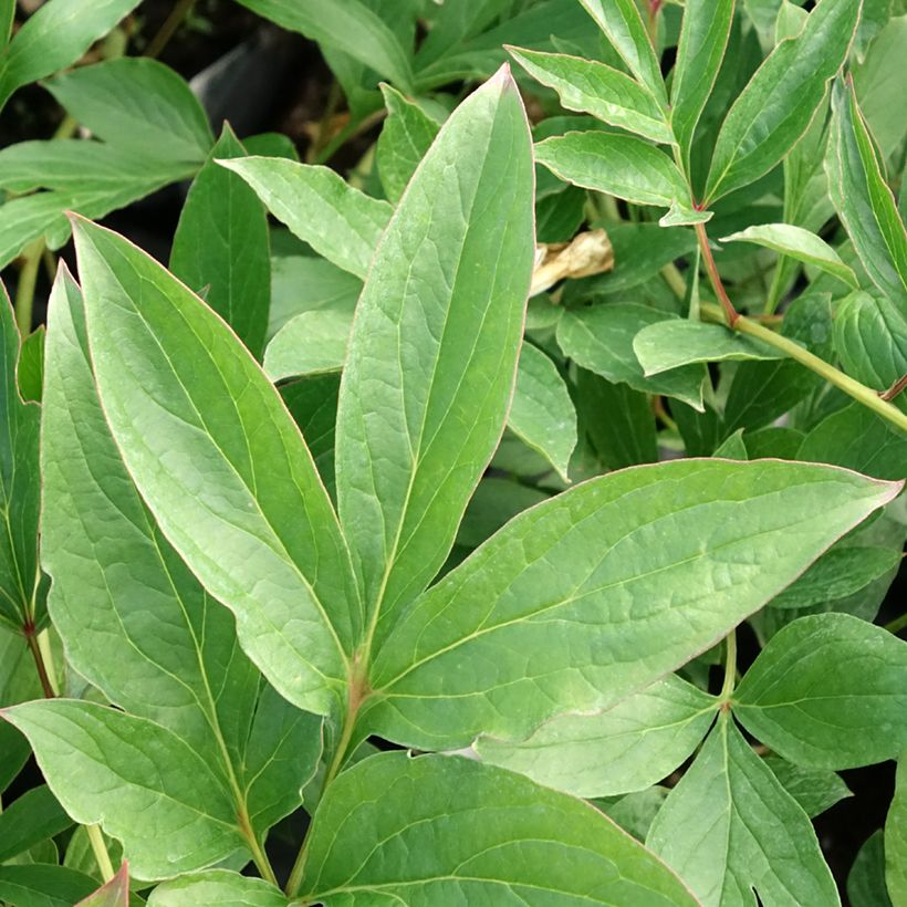Pivoine lactiflora Fringed Ivory (Feuillage)