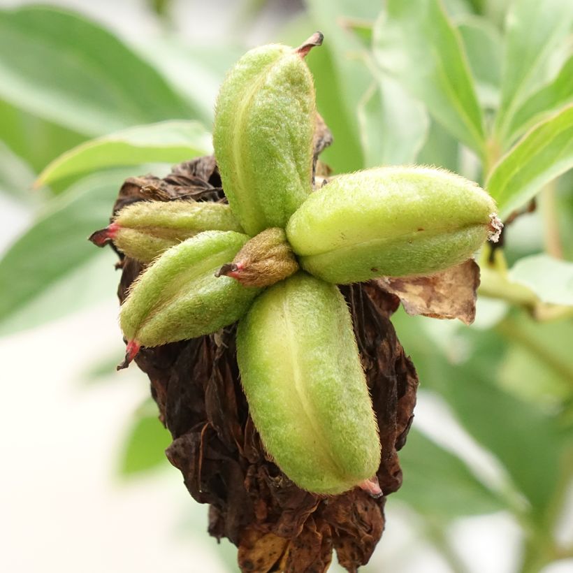 Pivoine lactiflora Fringed Ivory (Récolte)