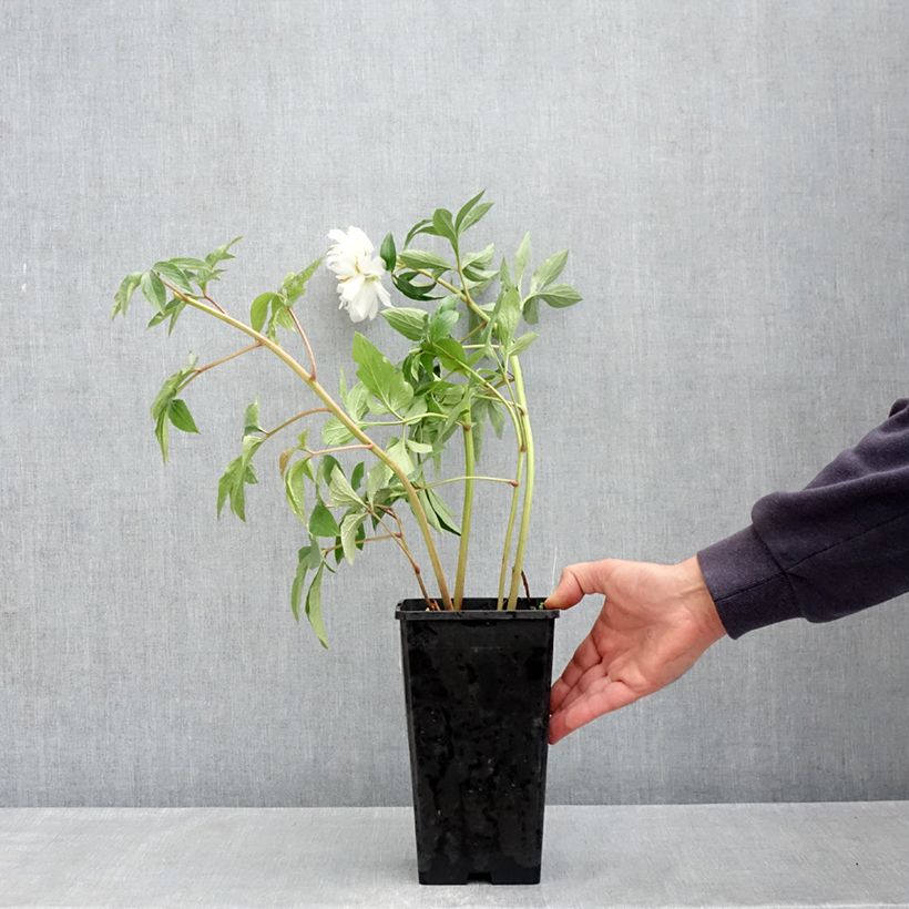Spécimen de Pivoine lactiflora Fringed Ivory Pot de 4L/5L tel que livré au printemps