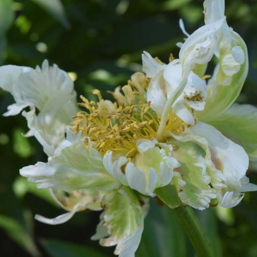 Pivoine lactiflora Green Halo (Flowering)