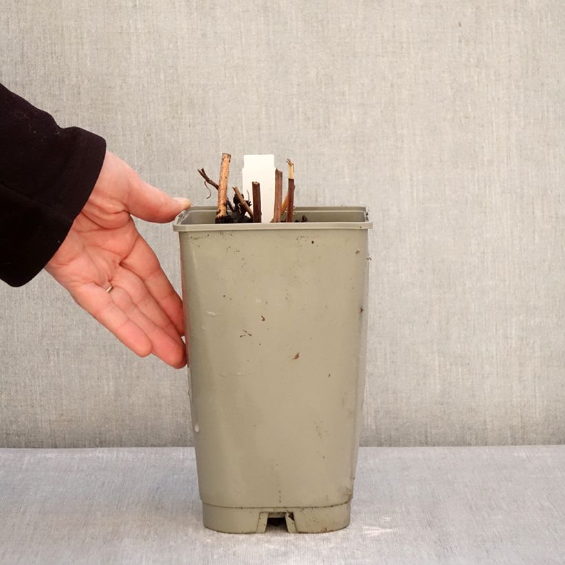 Example of Pivoine lactiflora Green Halo Pot de 3L/4L as you get in hiver