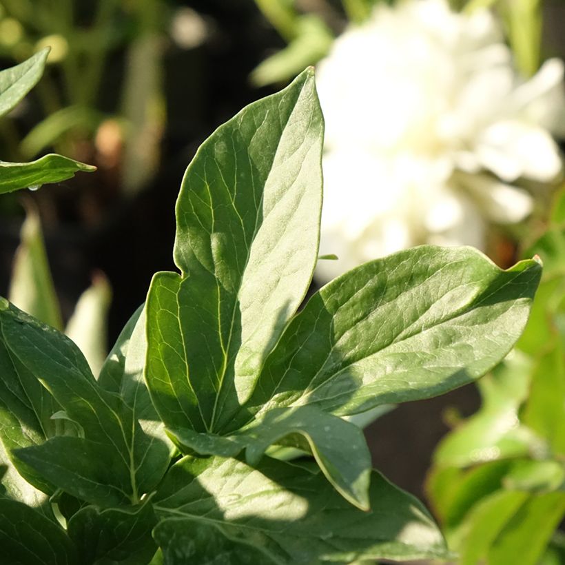 Pivoine lactiflora Henry Bockstoce  (Foliage)