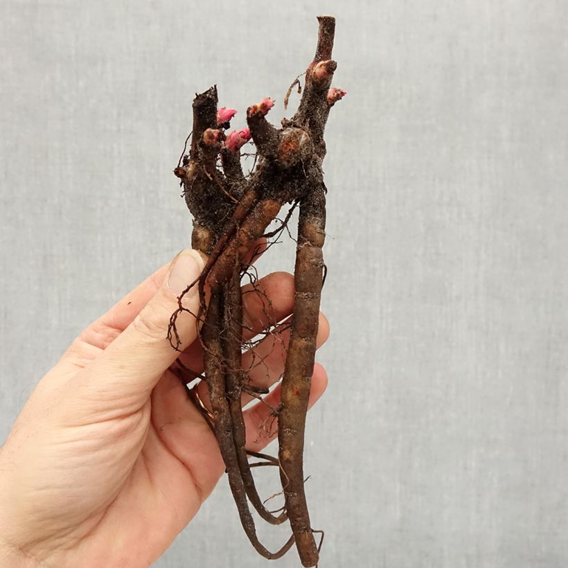 Example of Pivoine lactiflora Henry Bockstoce  Souche 3/5 yeux as you get in hiver