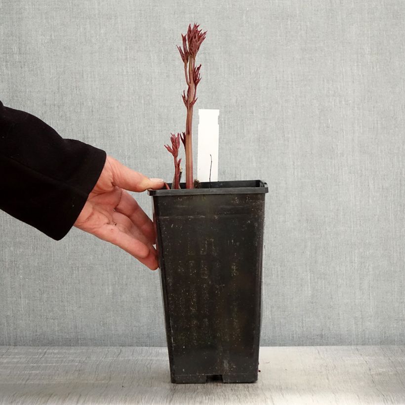 Example of Pivoine lactiflora Immaculée Pot de 3L/4L as you get in printemps