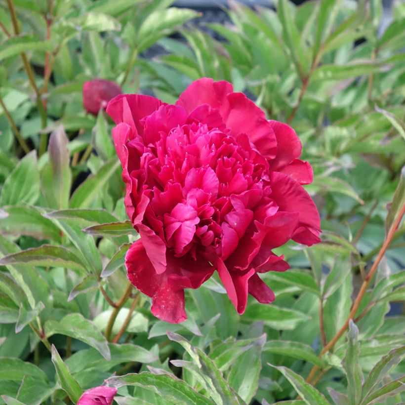 Pivoine lactiflora Inspecteur Lavergne (Flowering)