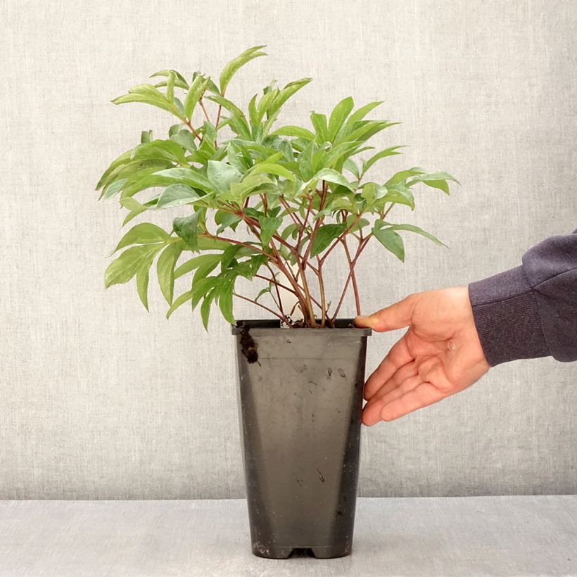 Example of Pivoine lactiflora Inspecteur Lavergne Pot de 3L/4L as you get in printemps