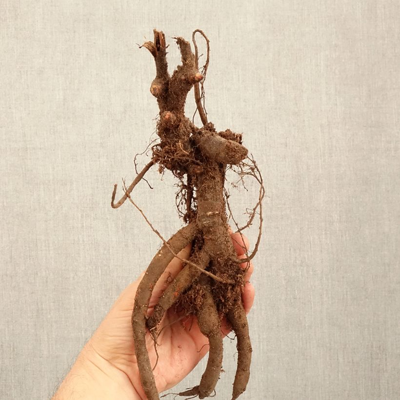 Example of Pivoine lactiflora Inspecteur Lavergne Souche 3/5 yeux as you get in hiver