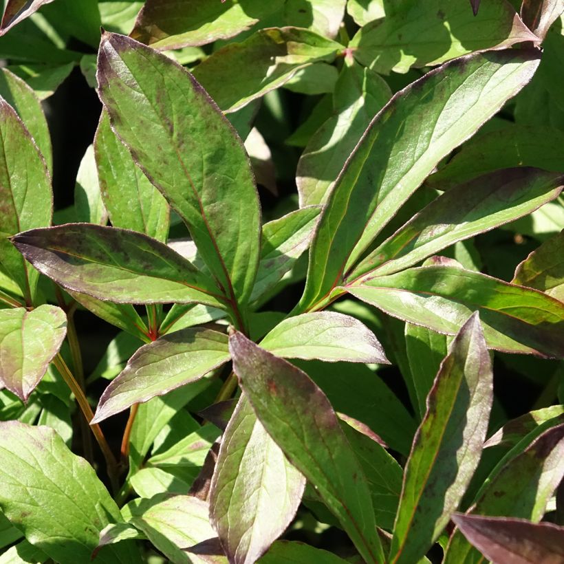 Pivoine lactiflora Jacorma (Feuillage)