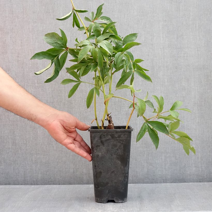 Spécimen de Pivoine lactiflora Jacorma Pot de 3L/4L tel que livré au printemps