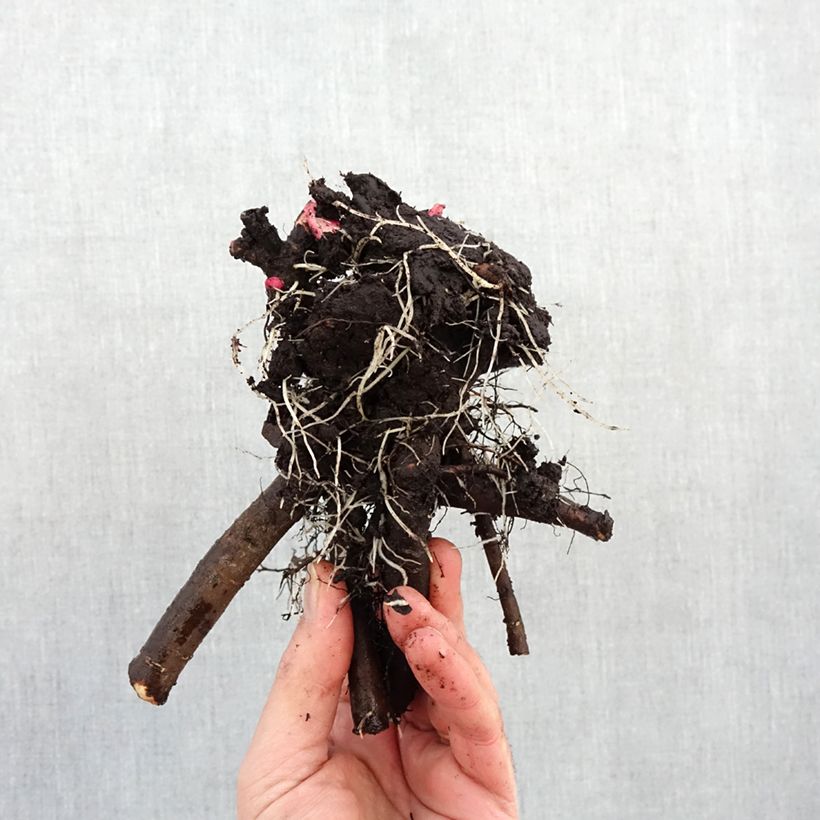 Spécimen de Pivoine lactiflora Jacorma Souche 3/5 yeux tel que livré en hiver