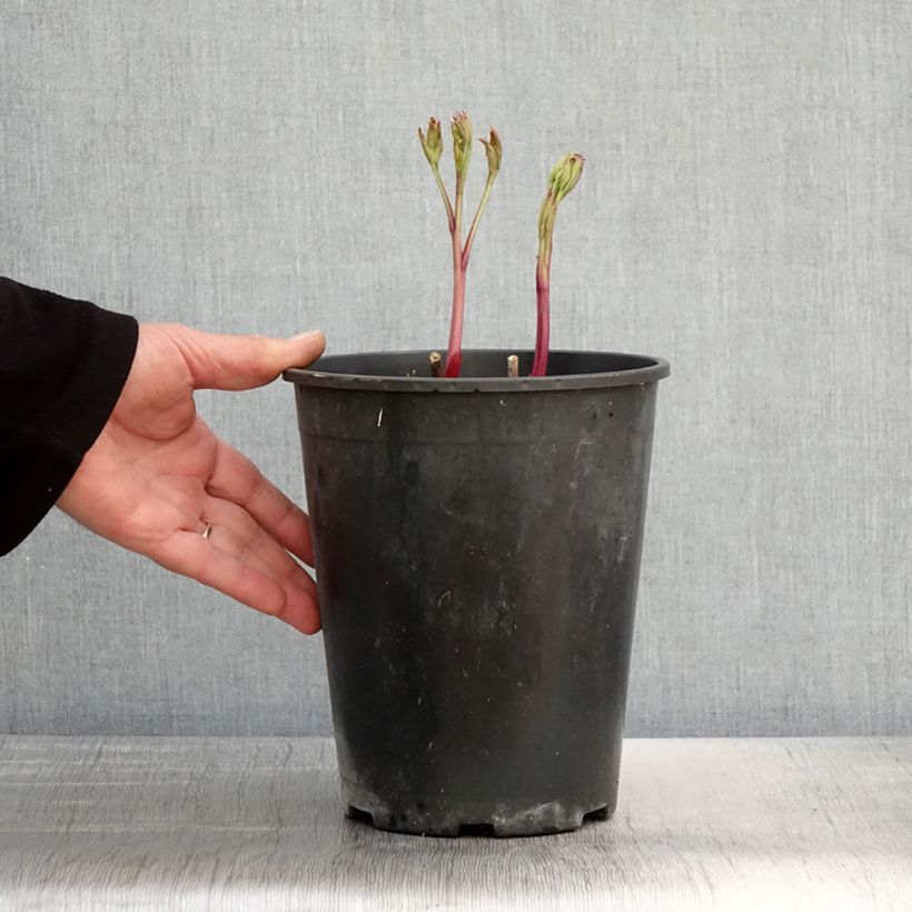 Example of Pivoine lactiflora Jan van Leeuwen Pot de 3L/4L as you get in printemps