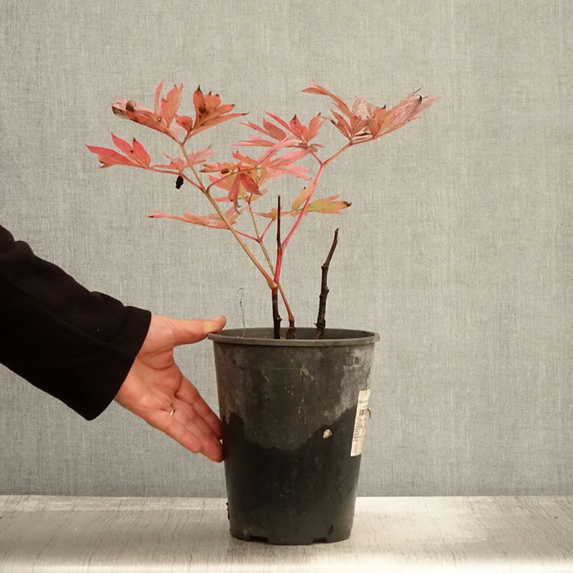 Spécimen de Pivoine lactiflora Kansas Pot de 3L/4L tel que livré en automne