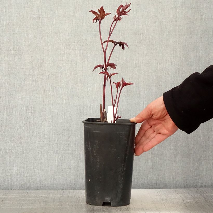 Example of Pivoine lactiflora Karl Rosenfield Pot de 3L/4L as you get in printemps