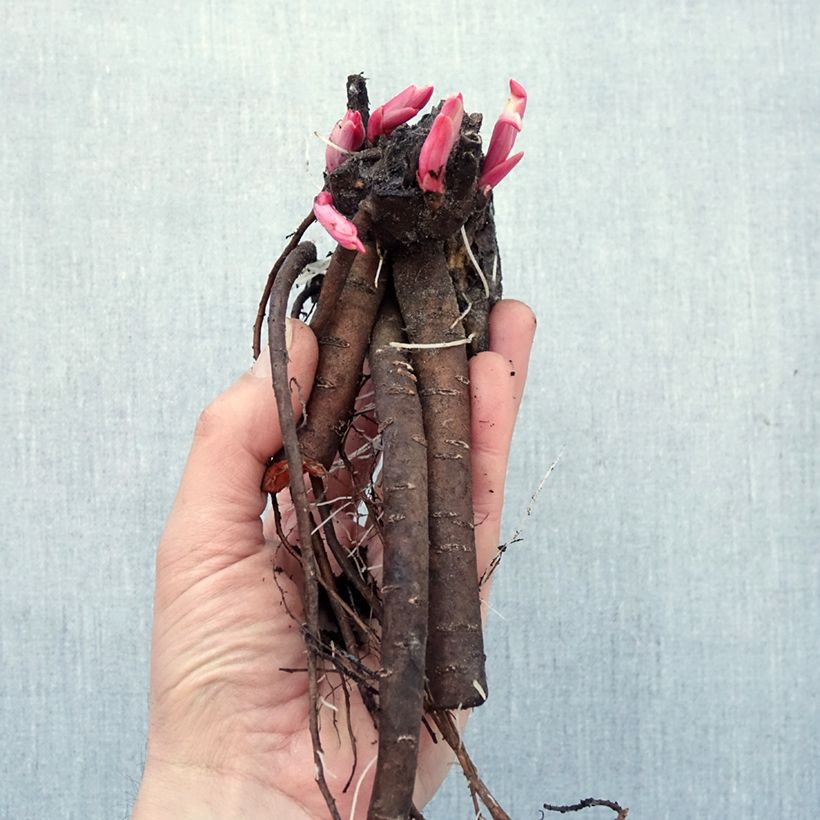 Spécimen de Pivoine lactiflora Katarina Fontaine Racines nues, Souche 3/5 yeux tel que livré en hiver