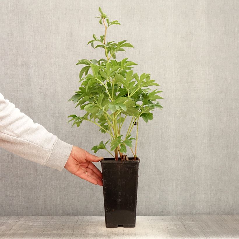 Spécimen de Pivoine lactiflora King's Day Pot de 3L/4L tel que livré en été