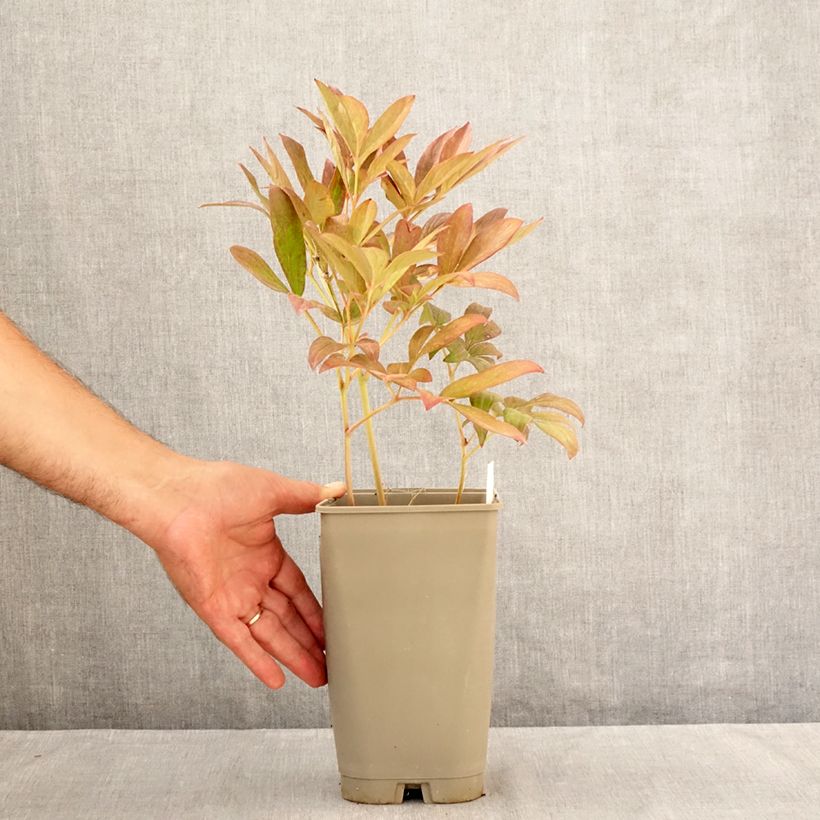 Spécimen de Pivoine lactiflora Lady Alexandra Duff Pot de 3L/4L tel que livré en été