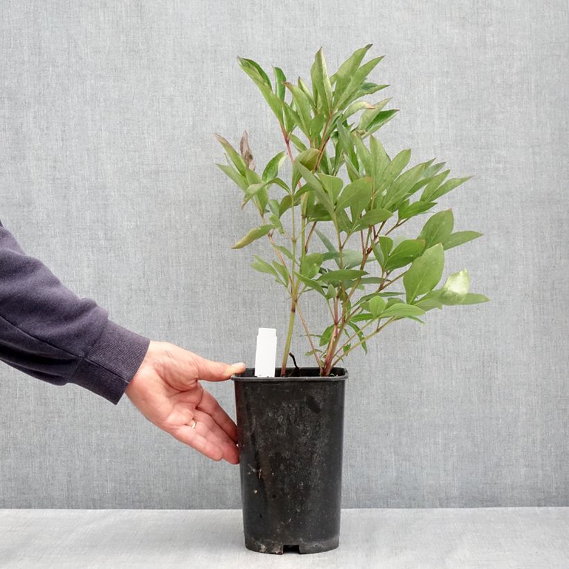 Example of Pivoine lactiflora Lady Alexandra Duff Pot de 3L/4L as you get in printemps