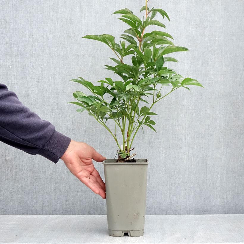 Spécimen de Pivoine lactiflora Lady Orchid Pot de 3L/4L tel que livré au printemps