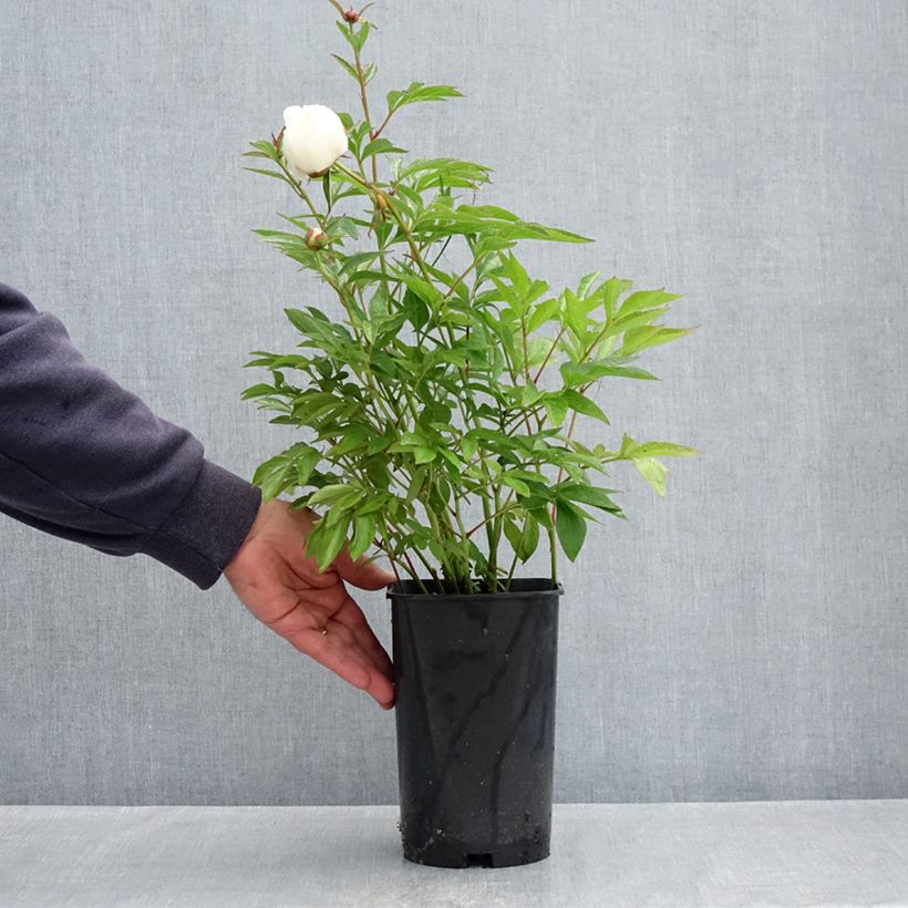 Example of Pivoine lactiflora Lancaster Imperial Pot de 4L/5L as you get in printemps