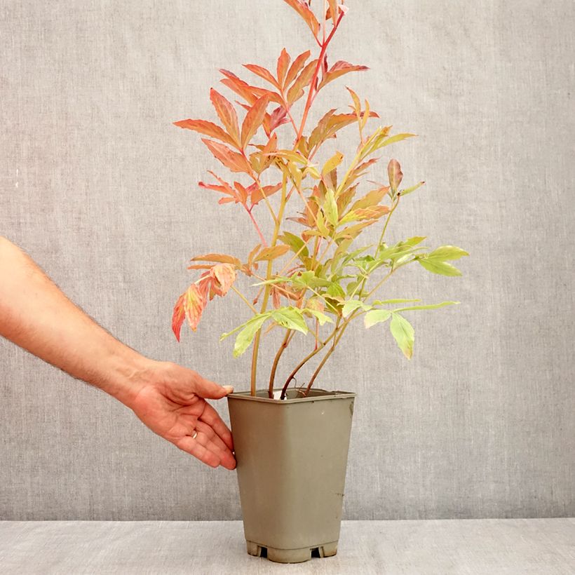 Spécimen de Pivoine lactiflora Laura Dessert Pot de 3L/4L tel que livré en été