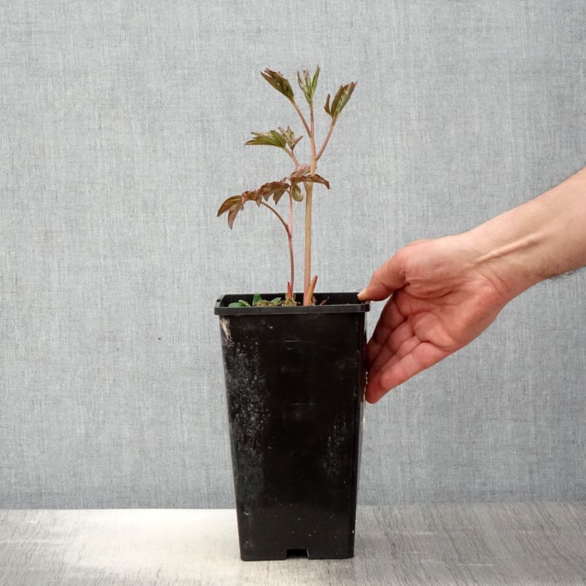 Example of Pivoine lactiflora Laura Dessert Pot de 3L/4L as you get in printemps