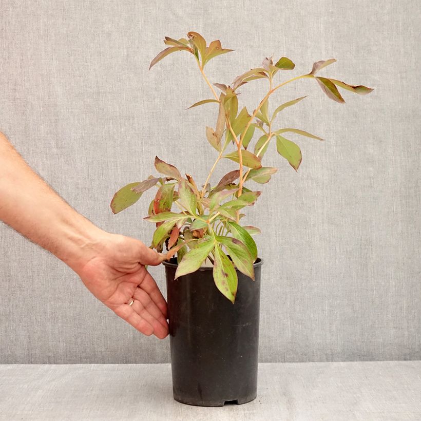 Spécimen de Pivoine lactiflora Lemon Chiffon  Pot de 3L/4L tel que livré en été