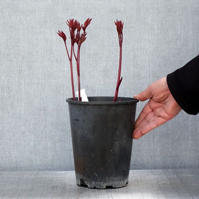 Example of Pivoine lactiflora Louis Van Houtte Pot de 3L/4L as you get in printemps