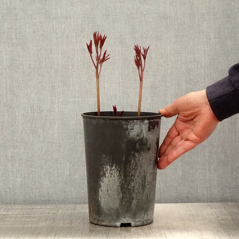 Example of Pivoine lactiflora Madame Emile Debatène Pot de 3L/4L as you get in printemps