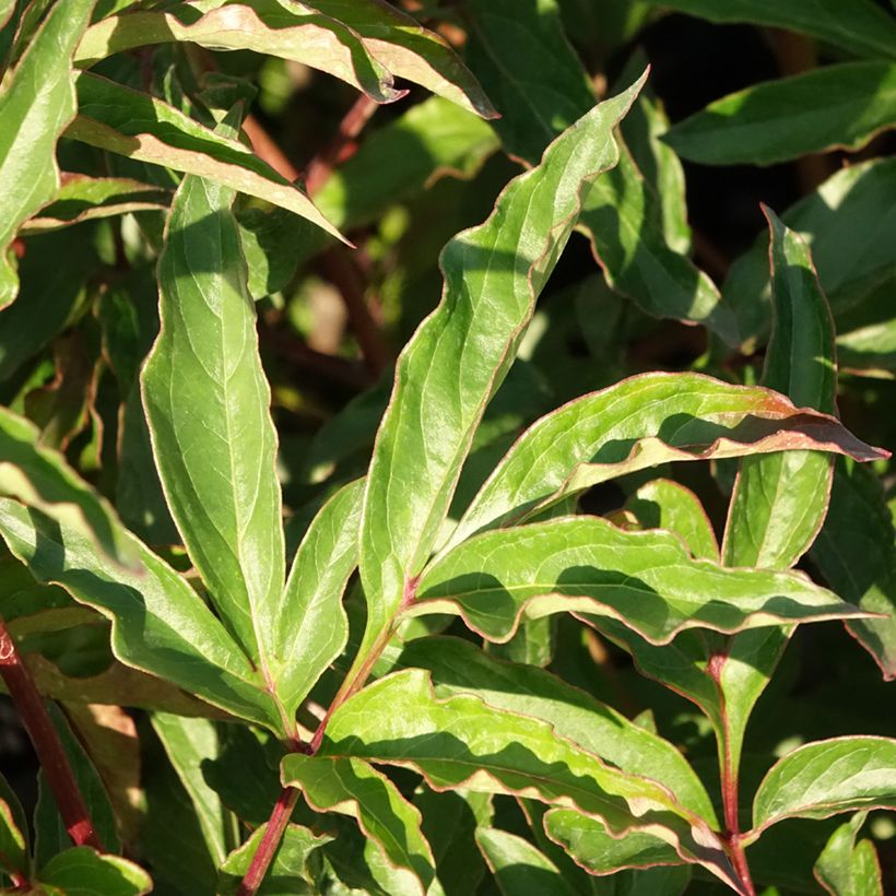 Pivoine lactiflora Marie Lemoine (Foliage)