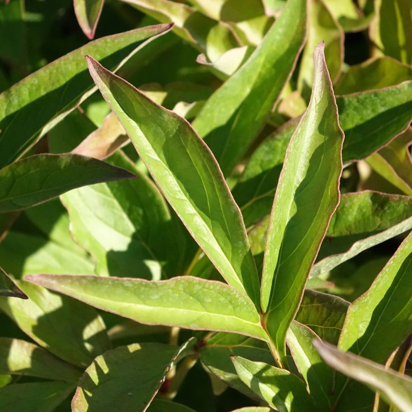 Pivoine lactiflora Mistress (Feuillage)