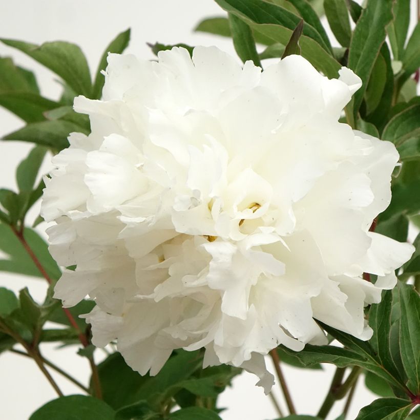 Pivoine lactiflora Mistress (Floraison)