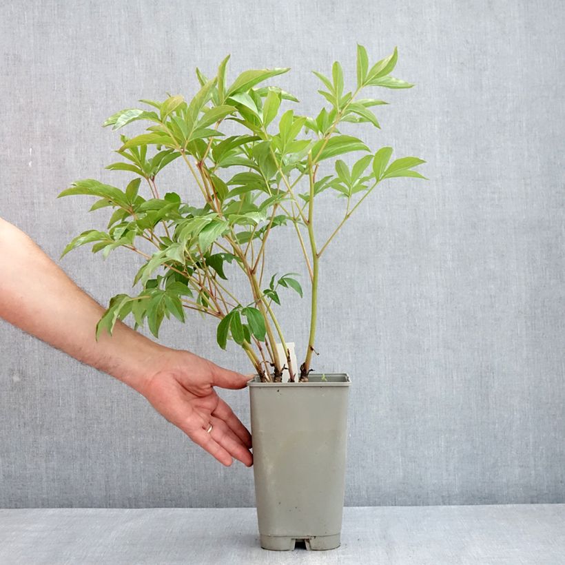 Spécimen de Pivoine lactiflora Mistress Pot de 4L/5L tel que livré au printemps